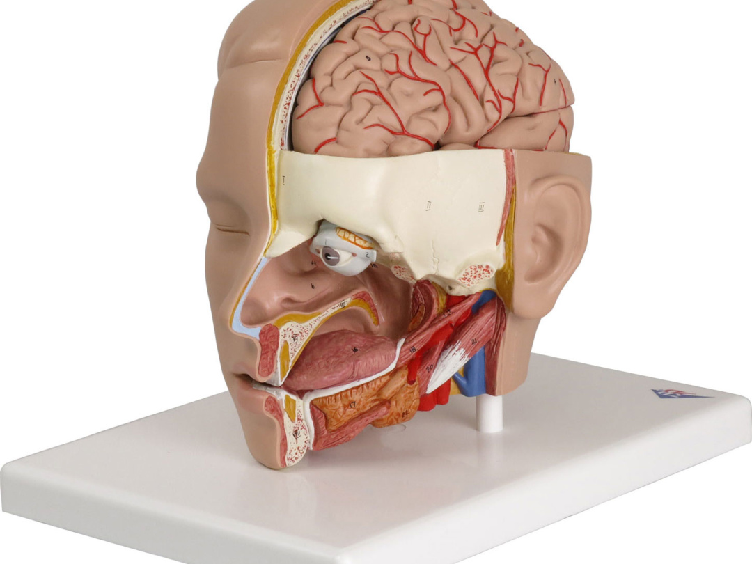無料健康相談 対象製品 3B社 人体模型 頭部断面模型 頭部6分解