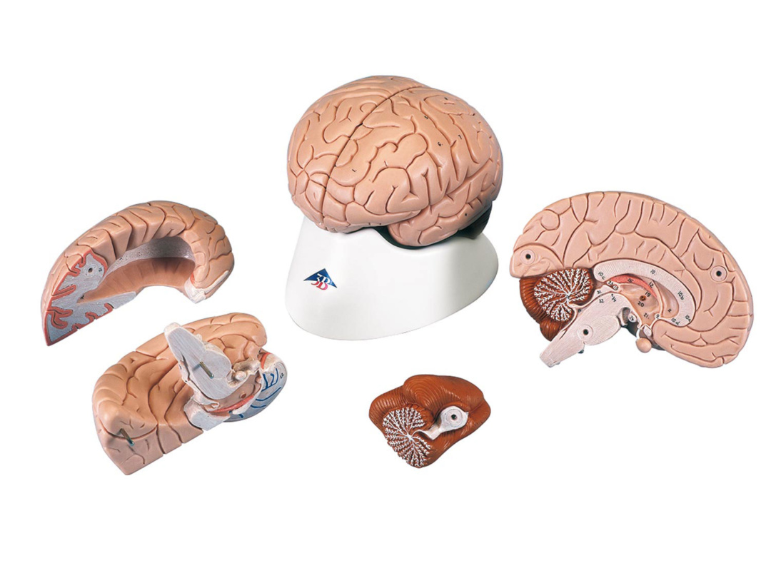 脳 解剖模型(臨床で使用していました) - その他
