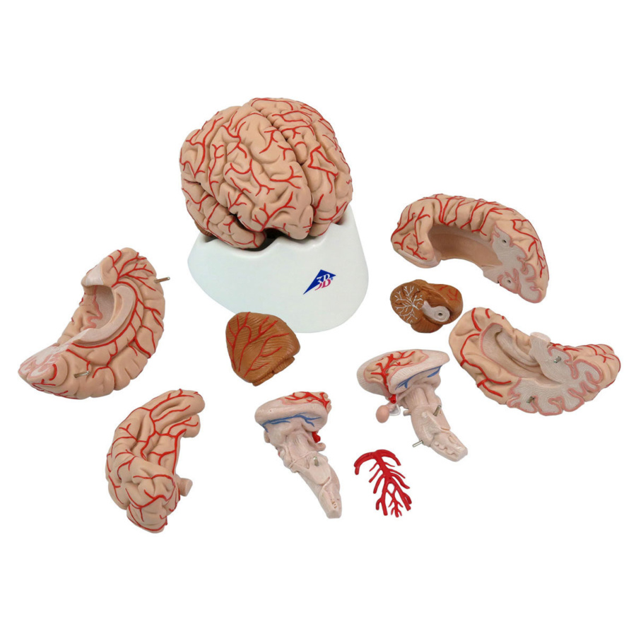 脳，9分解モデル，動脈付 | 日本スリービー・サイエンティフィック
