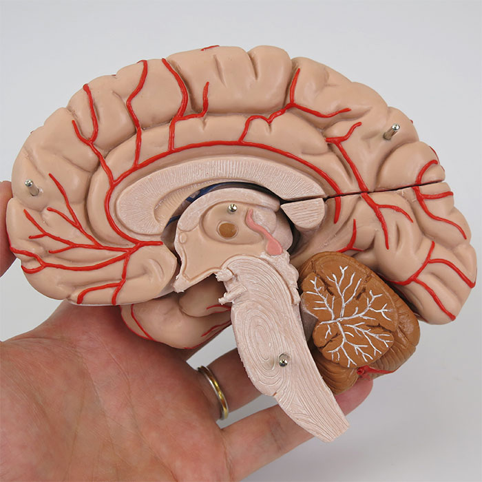 脳，9分解モデル，動脈付 - 日本スリービー・サイエンティフィック