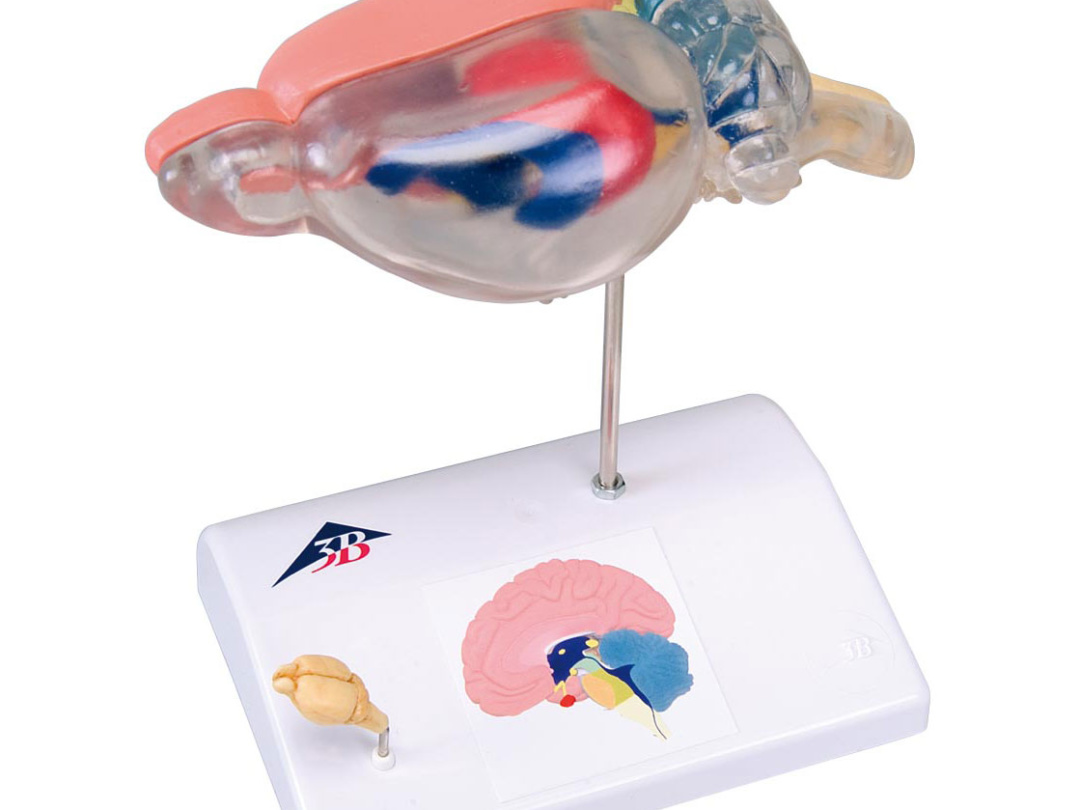 脳模型 | 日本スリービー・サイエンティフィック