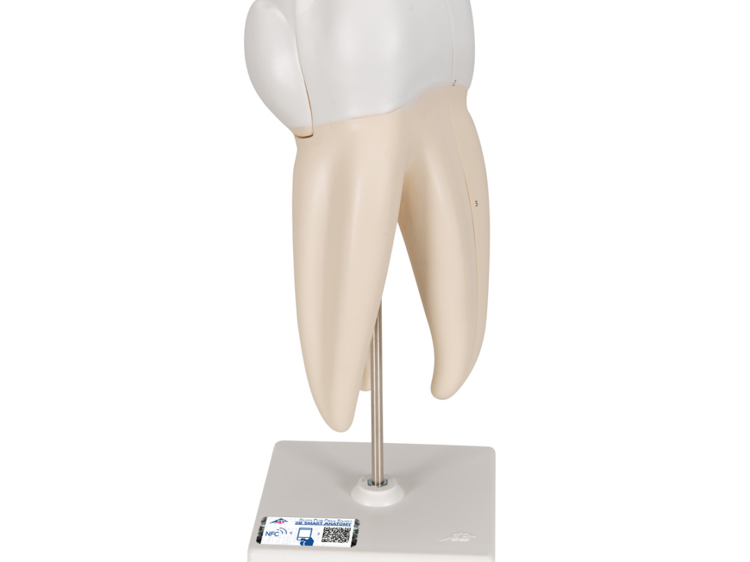 上顎大臼歯（3根）モデル，縦断3分解 - 日本スリービー・サイエンティ