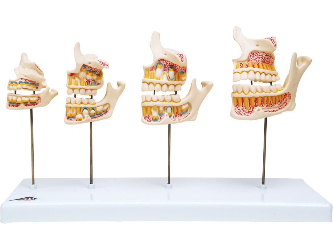 歯の成長過程モデル 実物大 日本スリービー サイエンティフィック