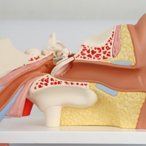 外耳道や鼓膜，鼓室，耳管など耳の構造がわかります