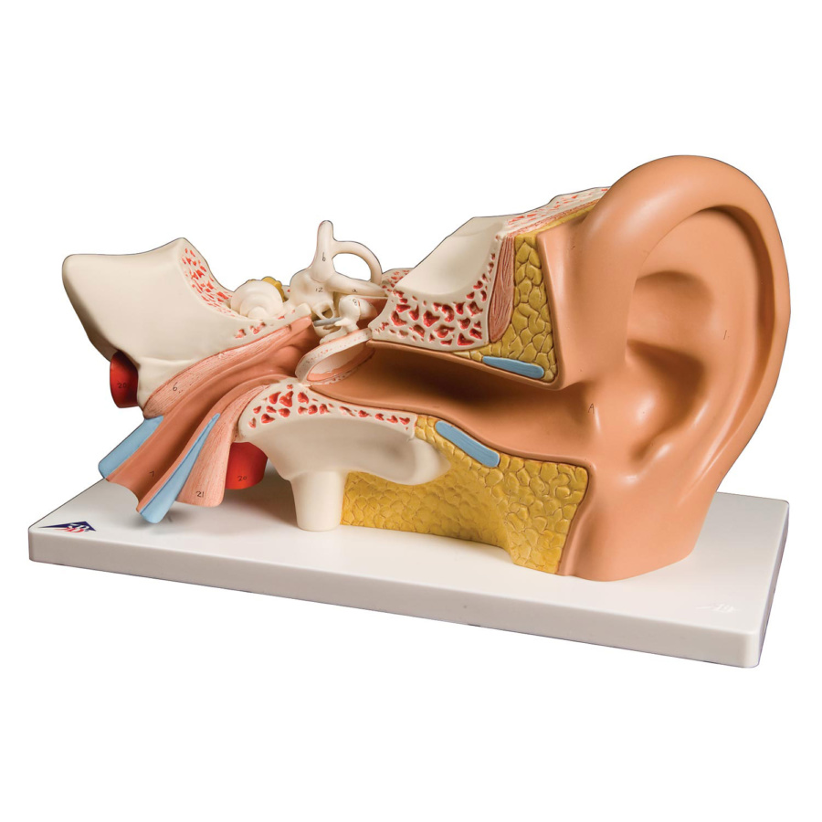 平衡聴覚器，3倍大・4分解モデル，標準型 - 3B Smart Anatomy