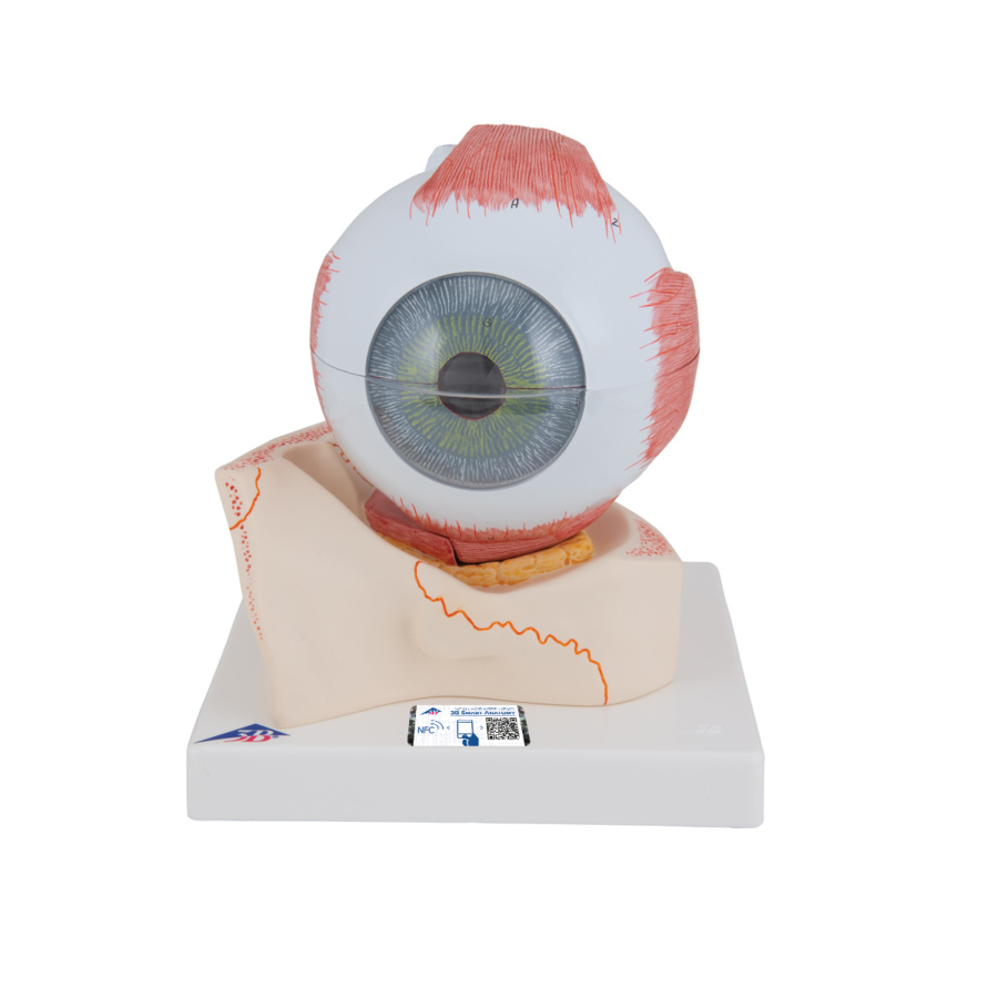 視覚器（眼球），5倍大・7分解ジャイアントモデル，眼窩床付 - 日本