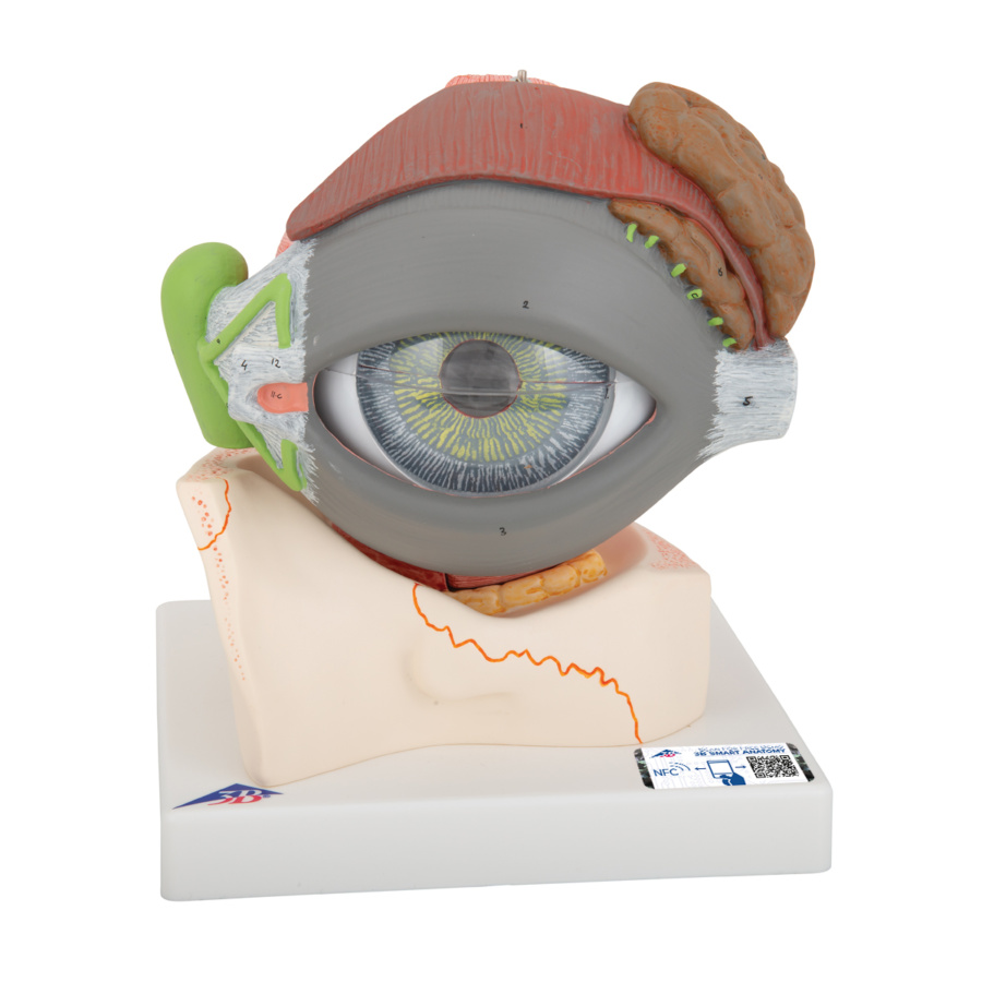 視覚器（眼球），5倍大・8分解ジャイアントモデル，眼窩床・眼瞼・涙器