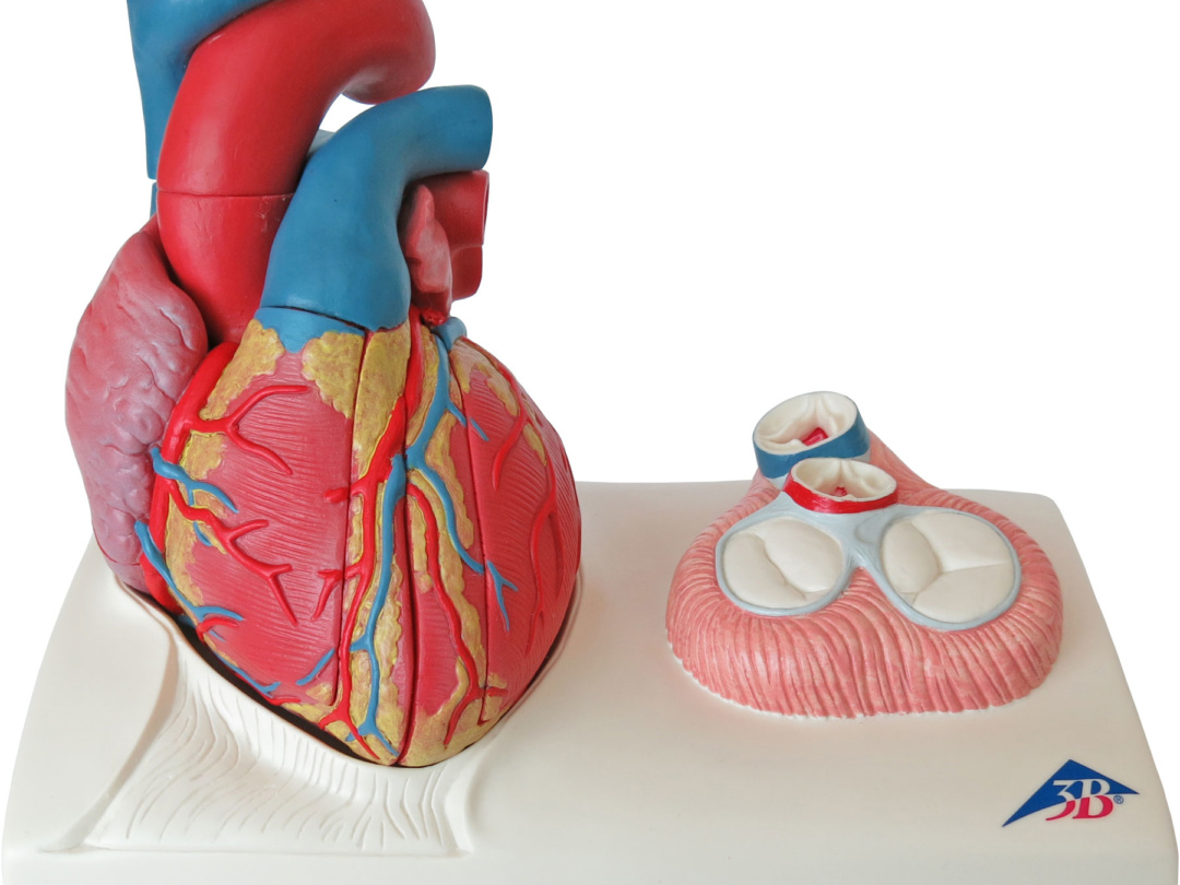心臓，実物大5分解モデル，心臓弁レリーフ付 | 日本スリービー