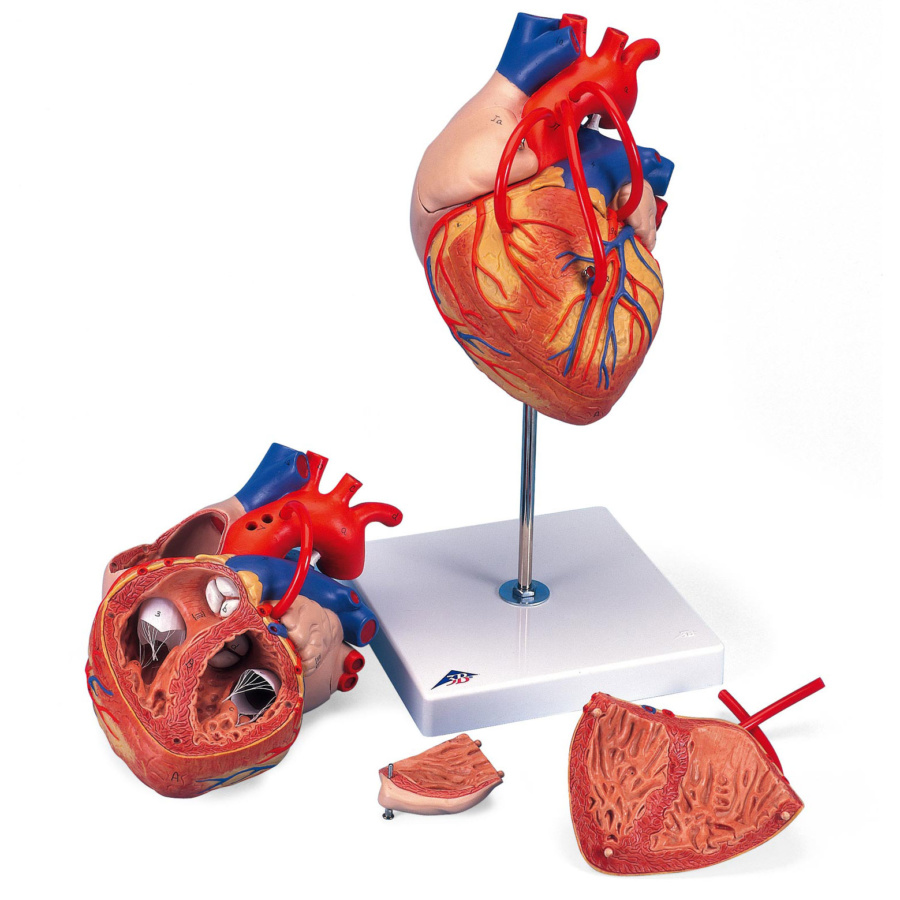 心臓，バイパス付，2倍大・4分解モデル | 日本スリービー・サイエン