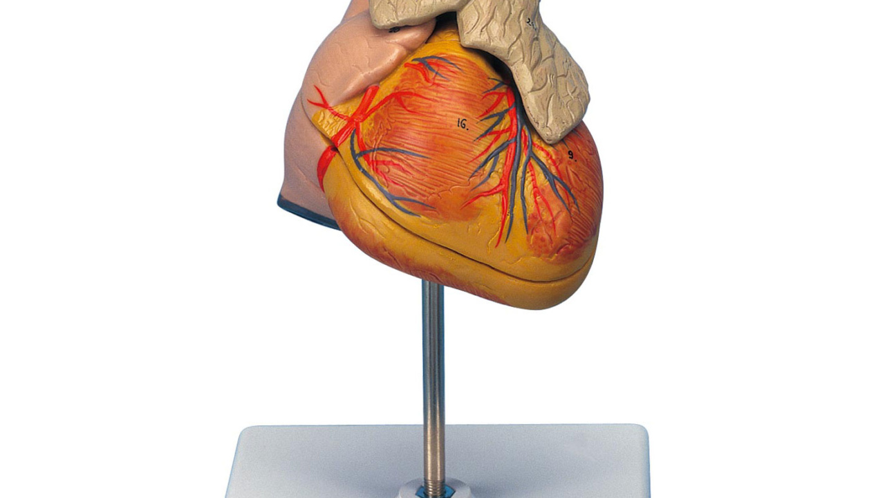 心臓，胸腺付・3分解モデル - 日本スリービー・サイエンティフィック