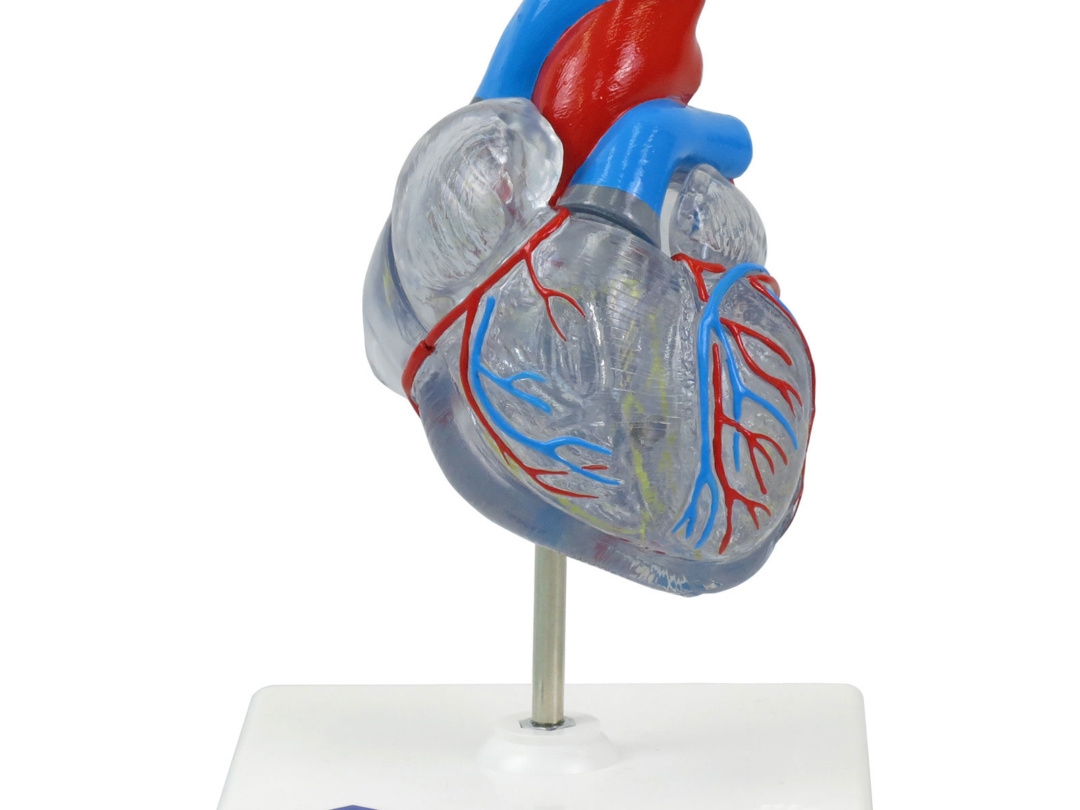 心臓，透明型・2分解モデル，刺激伝導系付 - 日本スリービー・サイエン 