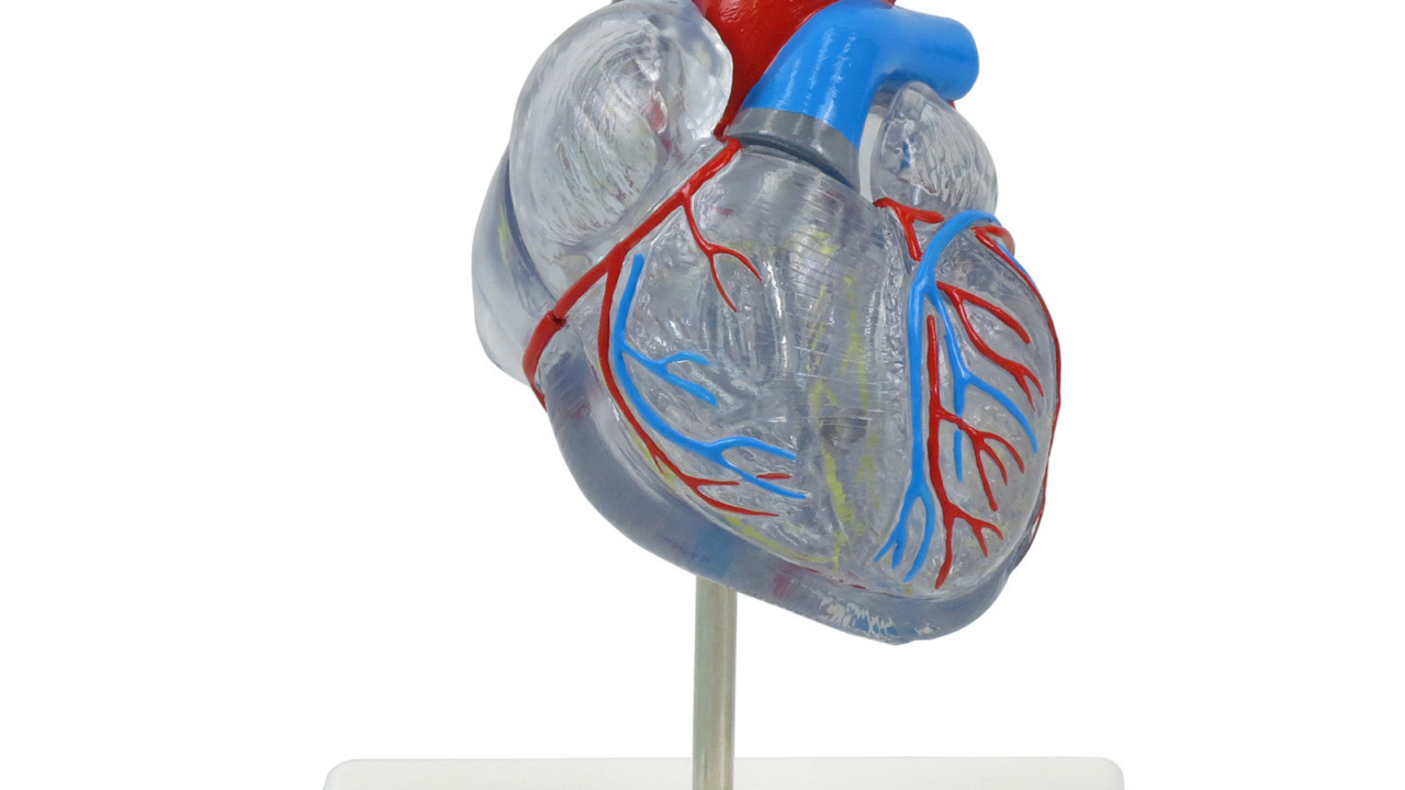 心臓，透明型・2分解モデル，刺激伝導系付 - 日本スリービー 