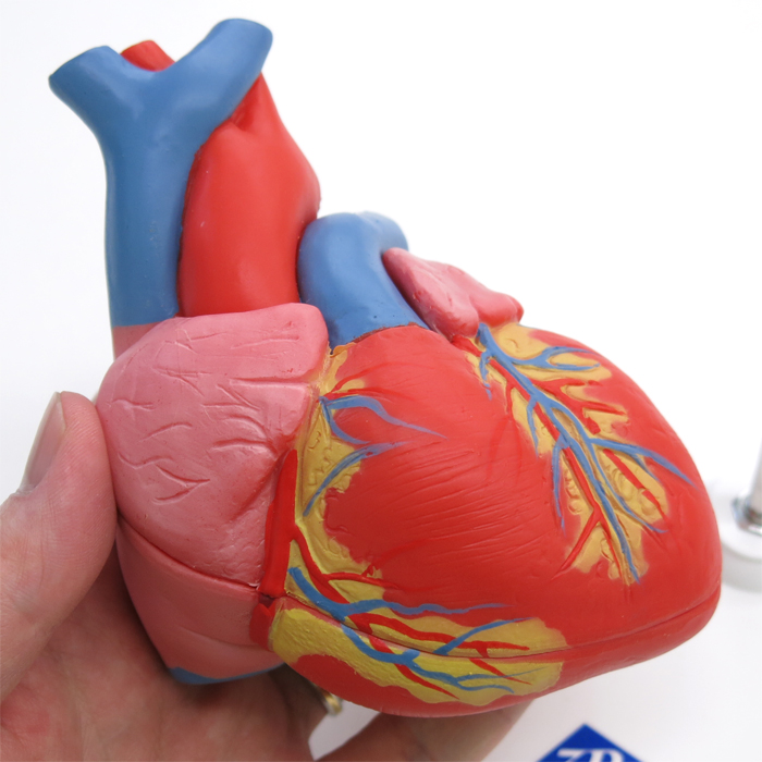最大87%OFFクーポン 心臓 2分解モデル