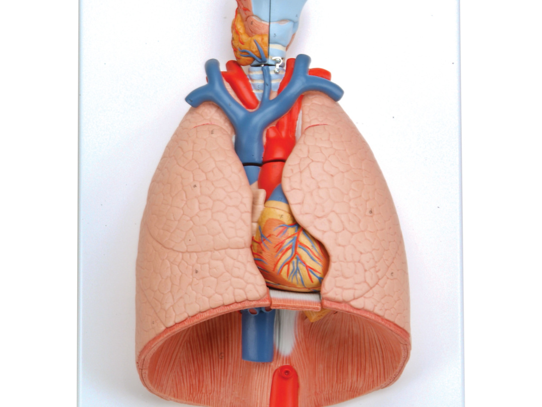 肺，7分解デラックスモデル - 日本スリービー・サイエンティフィック