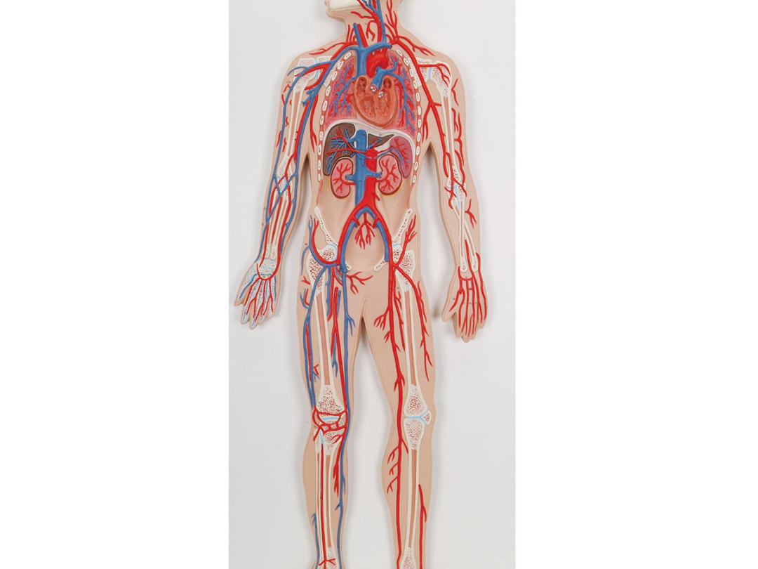 人体模型血管 - 人体模型