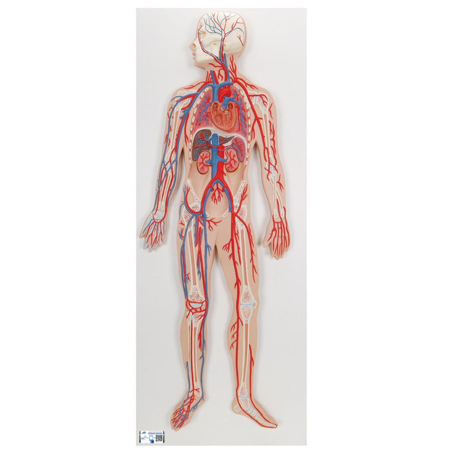 高速配送 Shop de Clinic無料健康相談 対象製品 3B社 血管系の模型 血管系 2倍大モデル g30 鍼灸 模型 