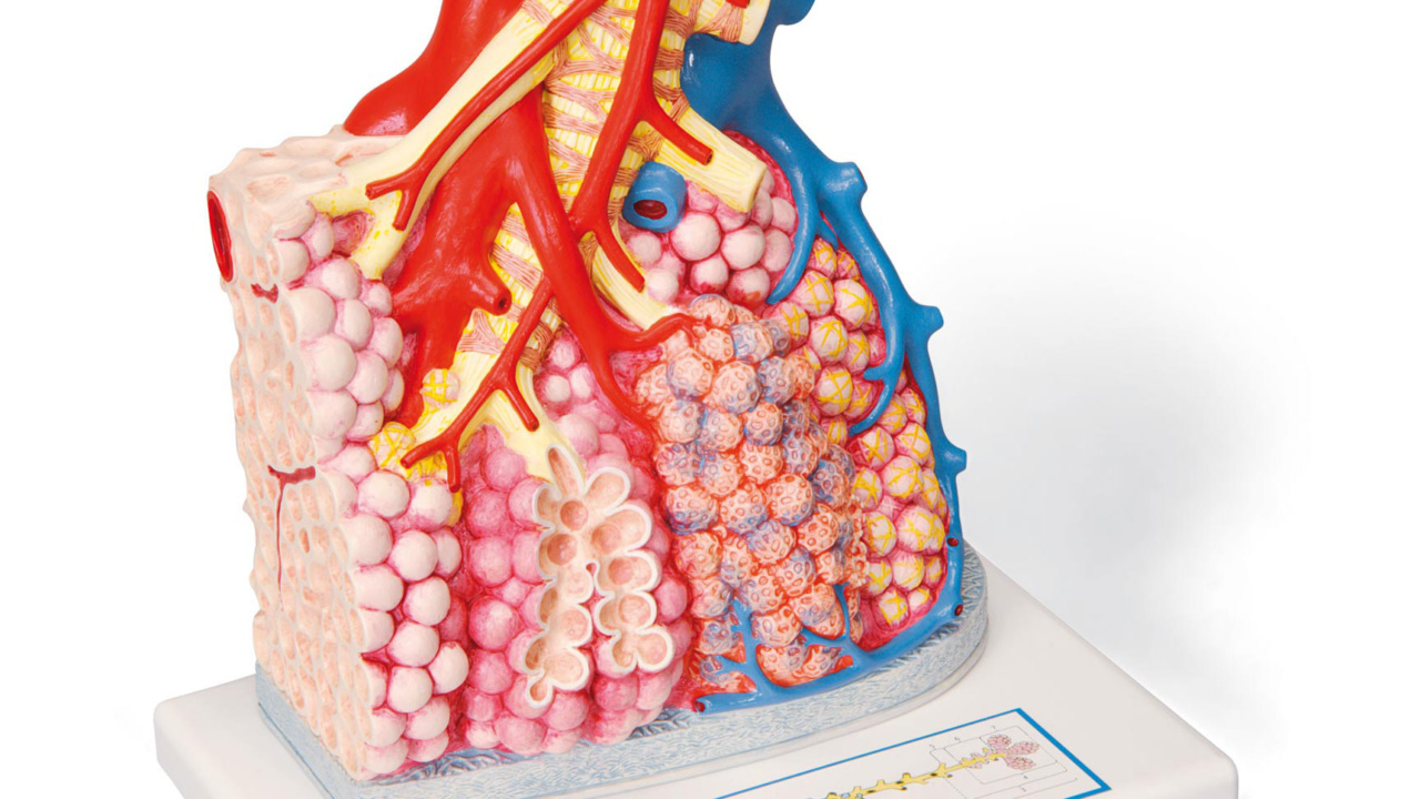 肺胞と肺小葉モデル 日本スリービー サイエンティフィック