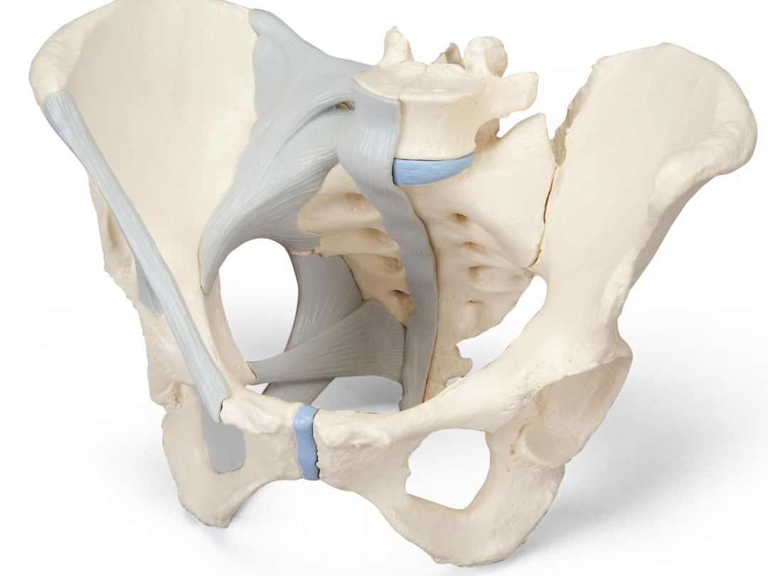 女性骨盤，靭帯付，3分解モデル - 日本スリービー・サイエンティフィック