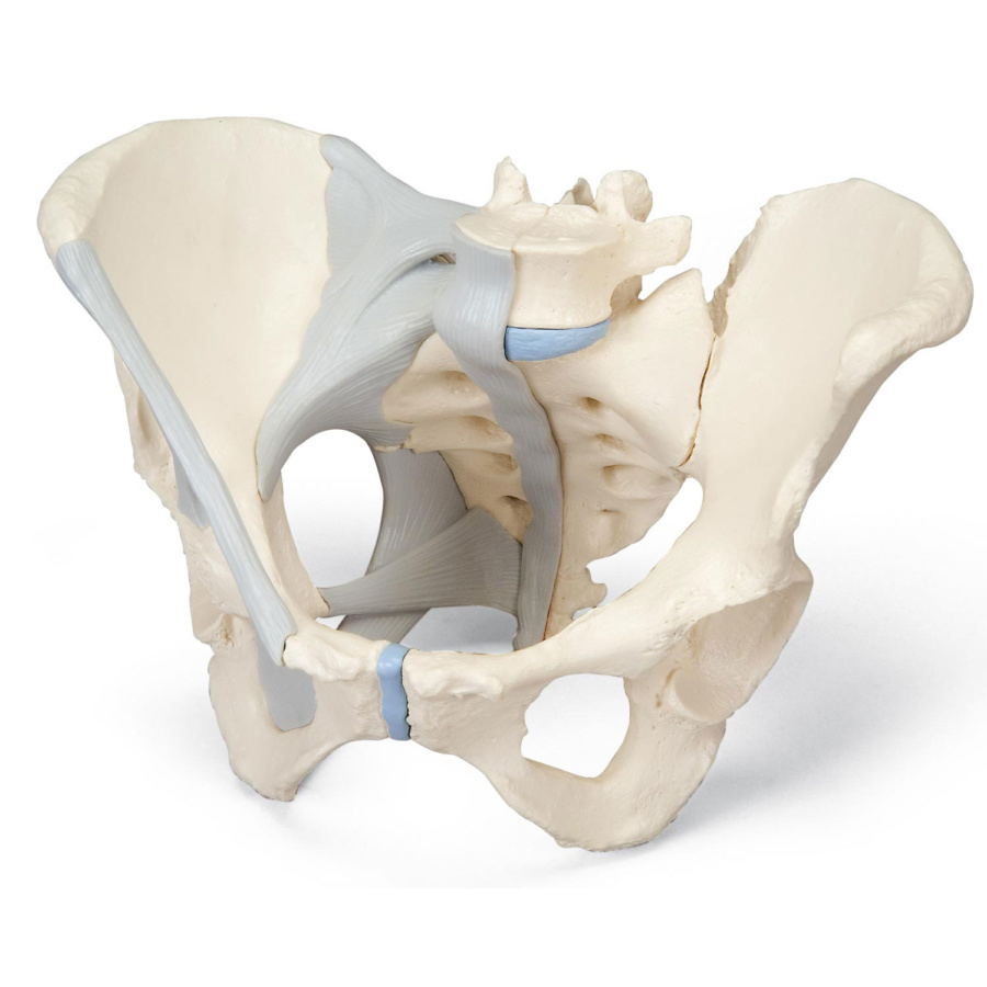 女性骨盤，靭帯付，3分解モデル - 日本スリービー・サイエンティ 