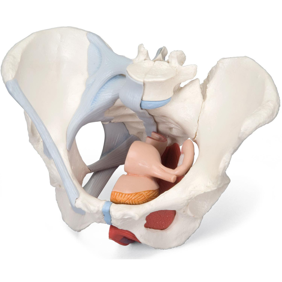 女性骨盤，内臓・骨盤底筋付，4分解モデル - 日本スリービー・サイエン 
