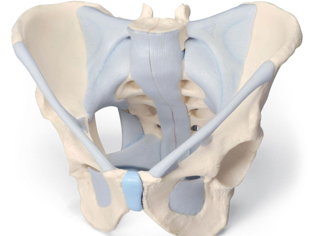 男性骨盤，靭帯付，2分解モデル - 日本スリービー・サイエンティフィック