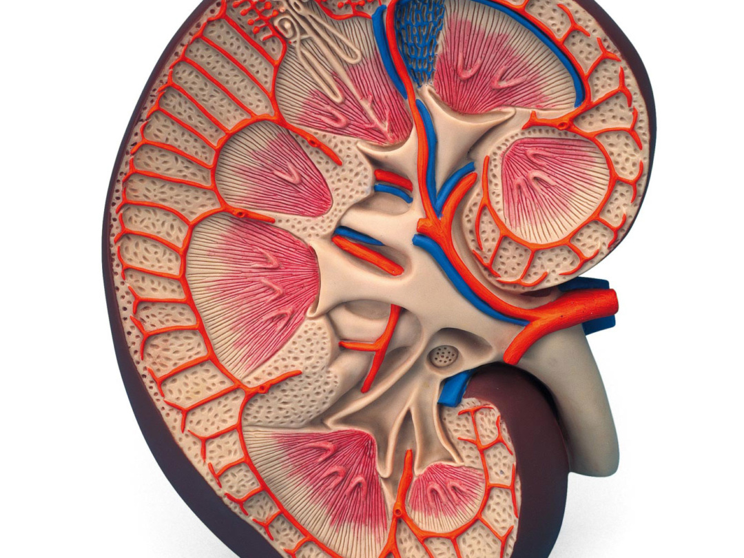 腎臓，3倍大ベーシックモデル - 日本スリービー・サイエンティ 