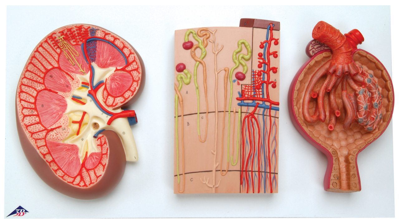 腎臓／ネフロンと血管／腎小体セット - 日本スリービー・サイエン 