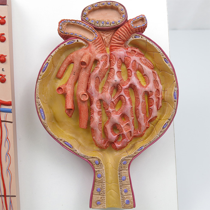 模型３点セット腎臓、血管、泌尿器 - 健康・医学