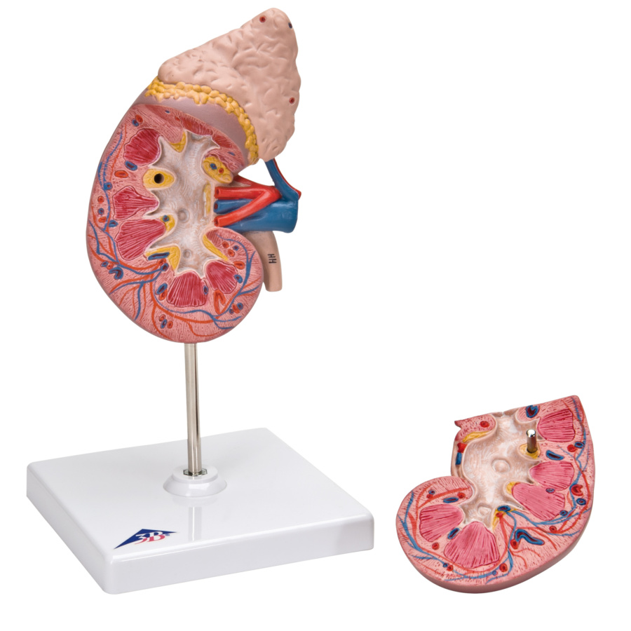 模型３点セット腎臓、血管、泌尿器 - 健康・医学