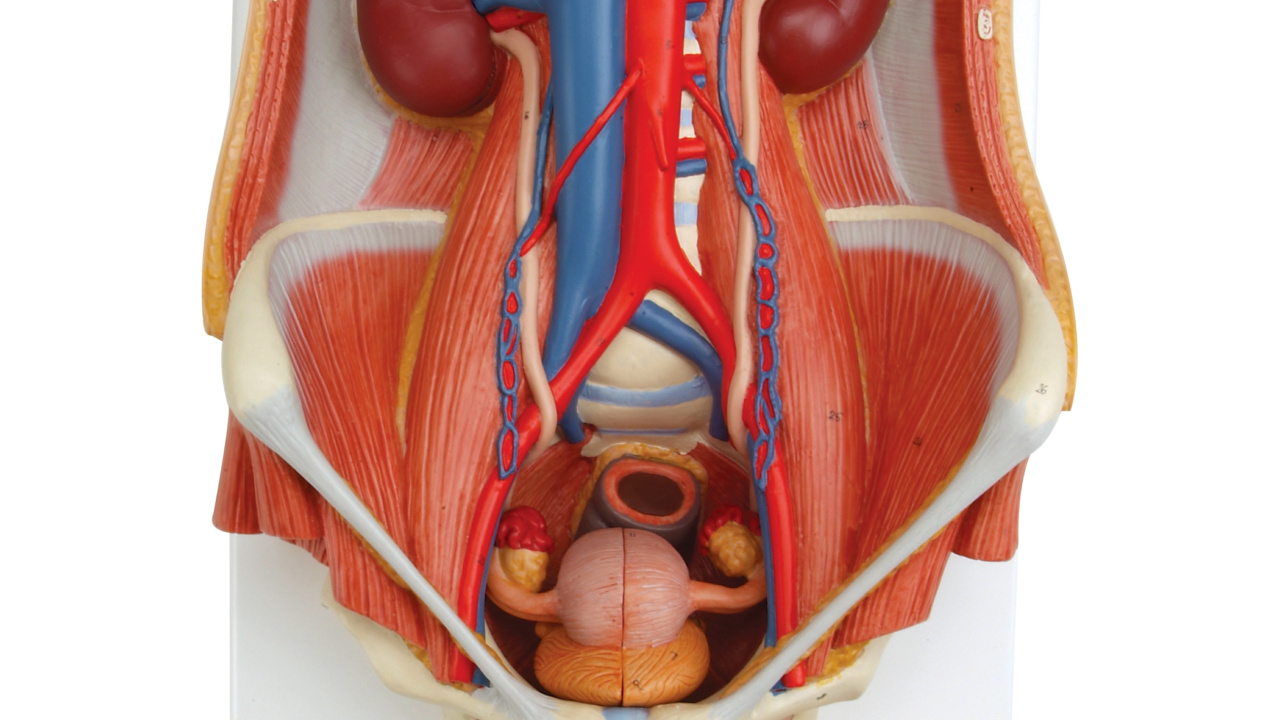 泌尿器系，両性型・6分解モデル | 日本スリービー・サイエンティフィック