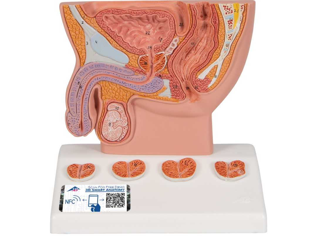 前立腺，1/2倍大モデル - 日本スリービー・サイエンティフィック