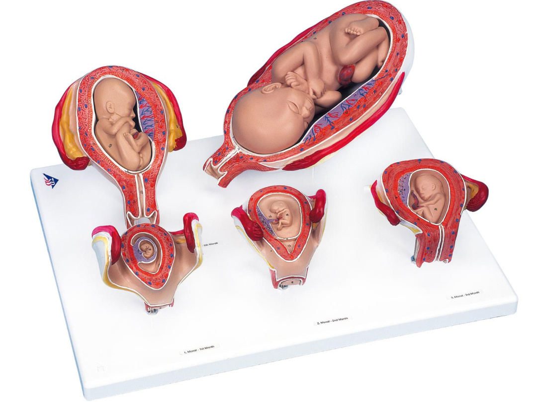 【格安大人気】ビンテージ　デットストック　人体模型　胎児　女性 置物