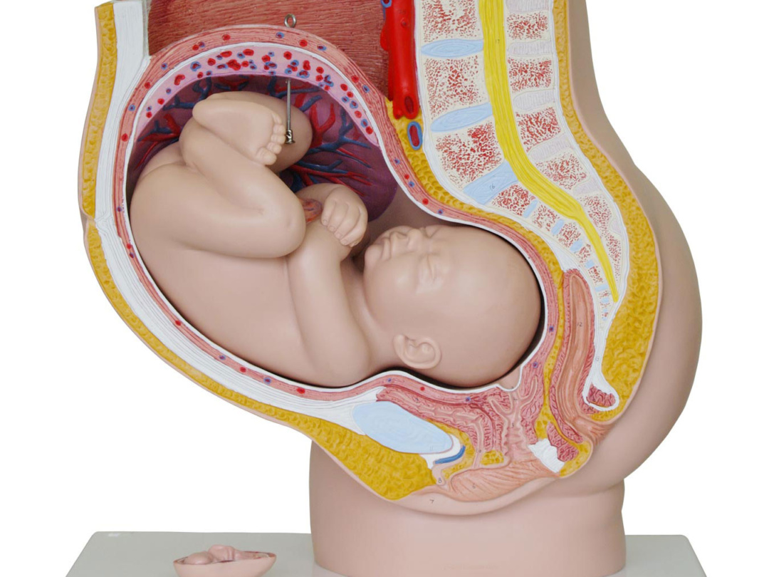 妊娠骨盤 3分解モデル 日本スリービー サイエンティフィック