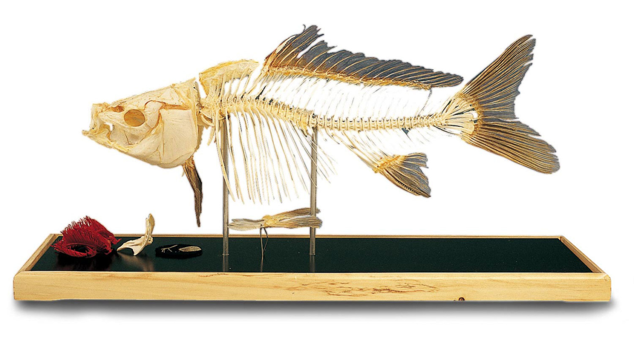 魚類の全身骨格標本 日本スリービー サイエンティフィック