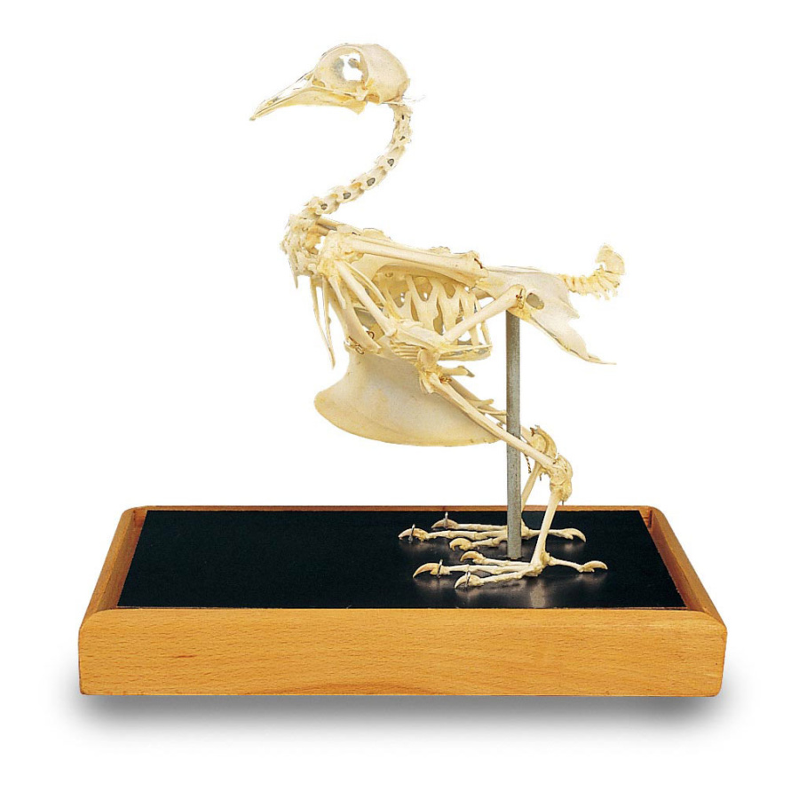 ハトの全身骨格標本 - 日本スリービー・サイエンティフィック