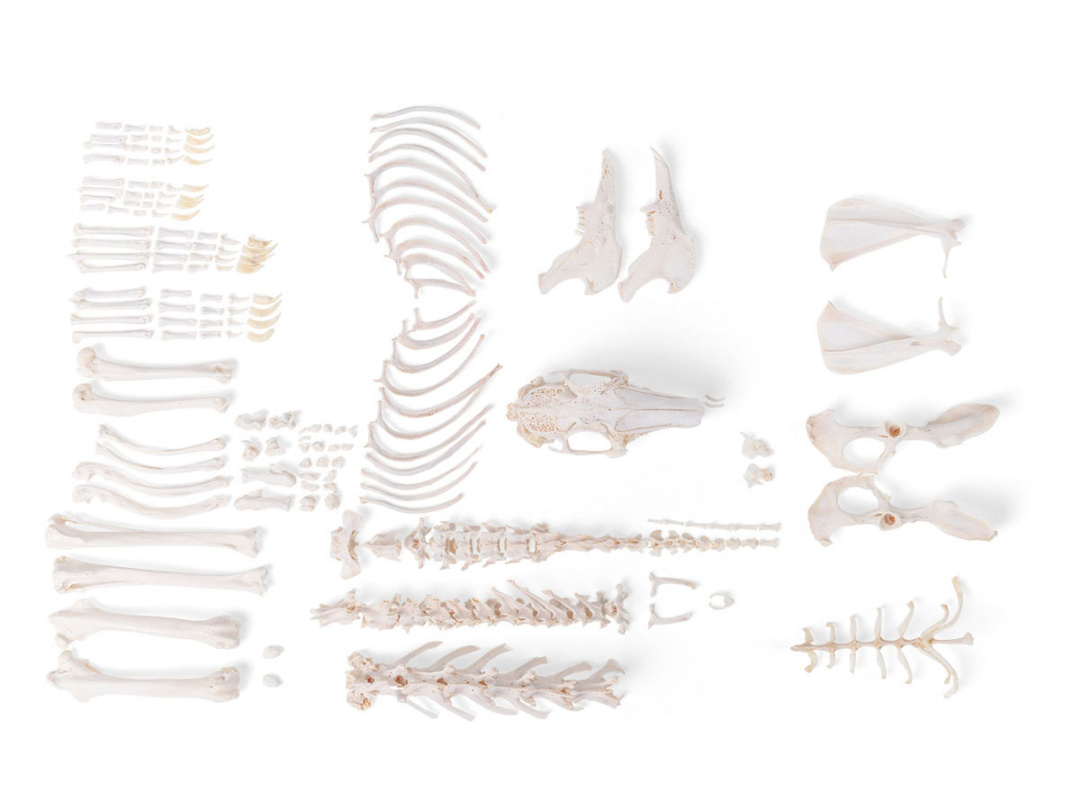 ウサギの全身骨格標本，分離 | 日本スリービー・サイエンティフィック