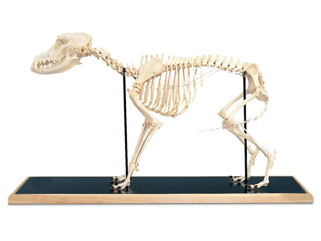 イヌの全身骨格標本 日本スリービー サイエンティフィック
