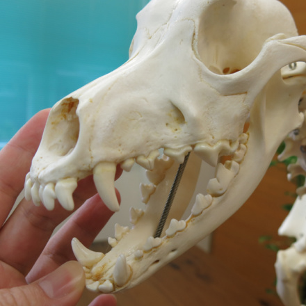 犬 イヌ 頭骨 頭蓋骨 骨格標本 標本 インテリア アンティーク - 置物