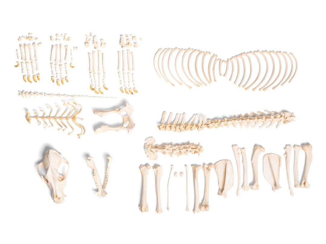 イヌの全身骨格標本 分離 日本スリービー サイエンティフィック