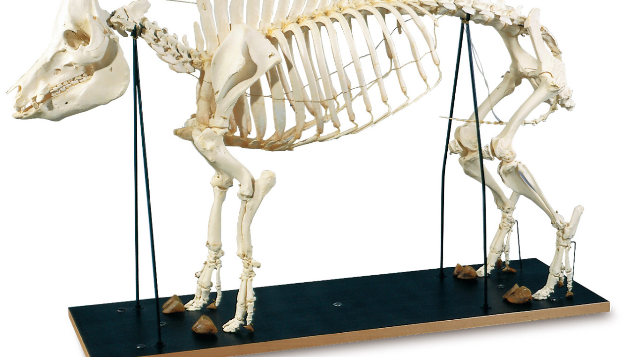 ブタの全身骨格標本，オス | 日本スリービー・サイエンティフィック