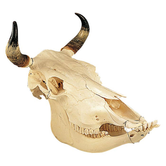 牛の頭蓋骨 標本 - その他