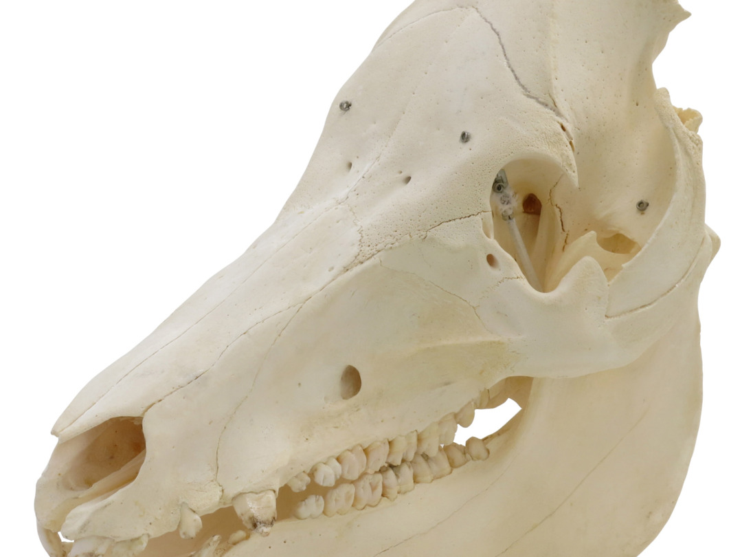 ブタの頭蓋骨標本，オス | 日本スリービー・サイエンティフィック