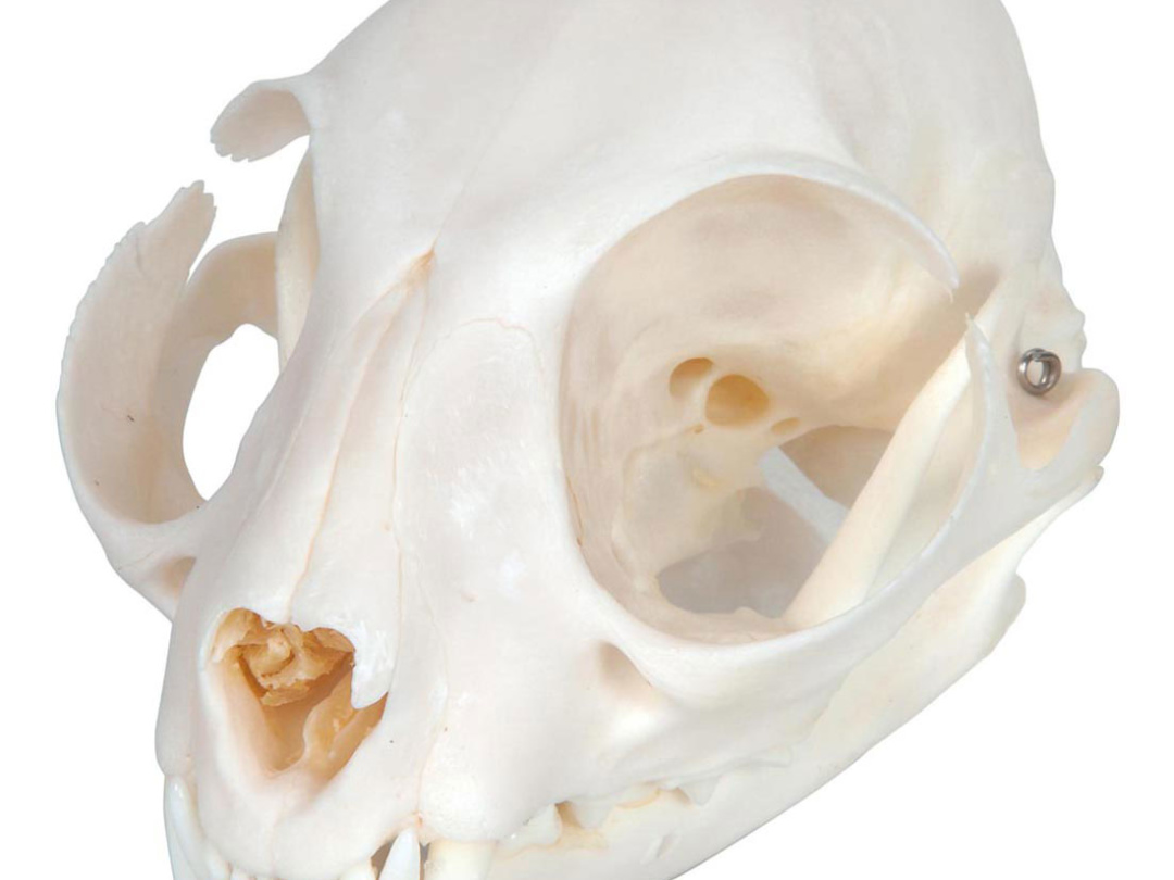 ネコの頭蓋骨標本 日本スリービー サイエンティフィック