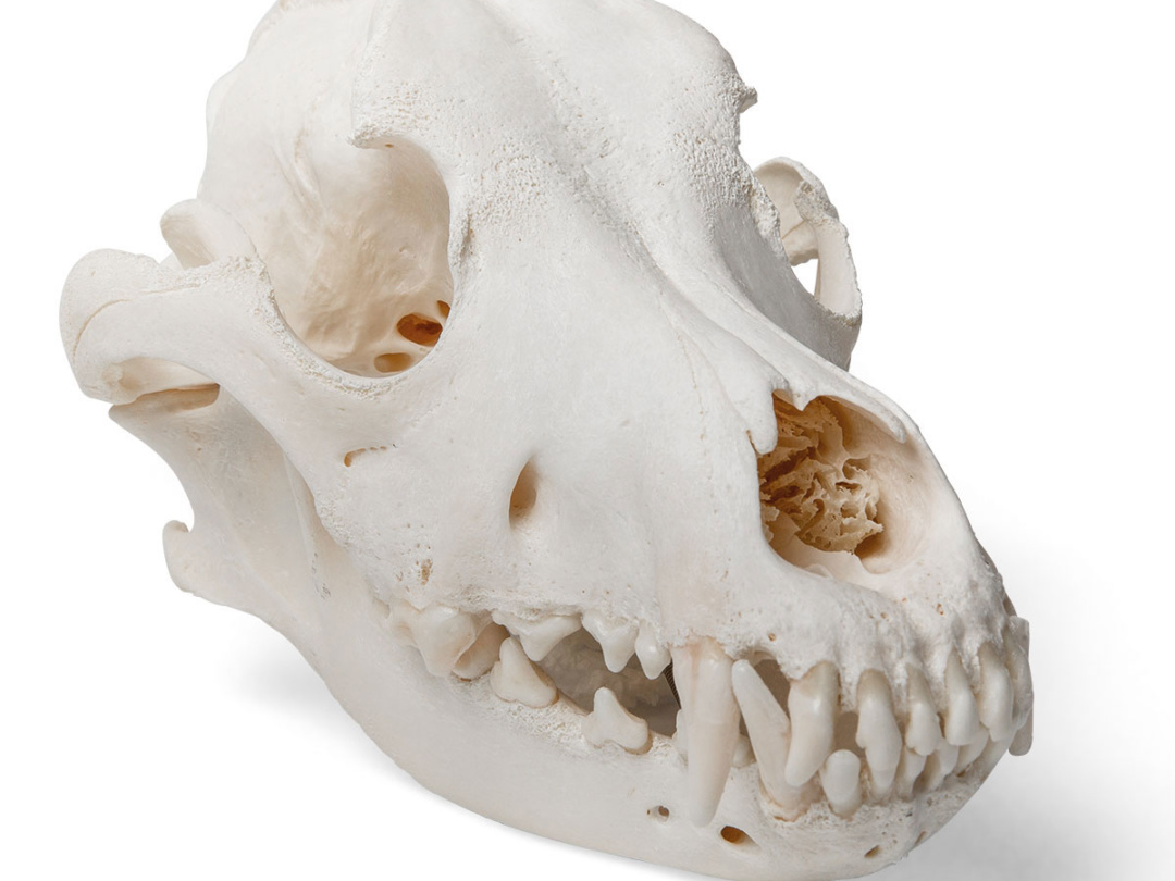 イヌの頭蓋骨標本 日本スリービー サイエンティフィック