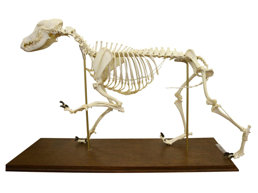 イヌの全身骨格標本 可動型 日本スリービー サイエンティフィック