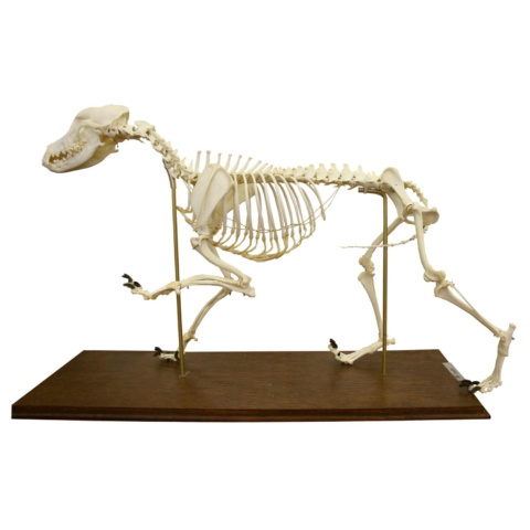 イヌの全身骨格標本，可動型