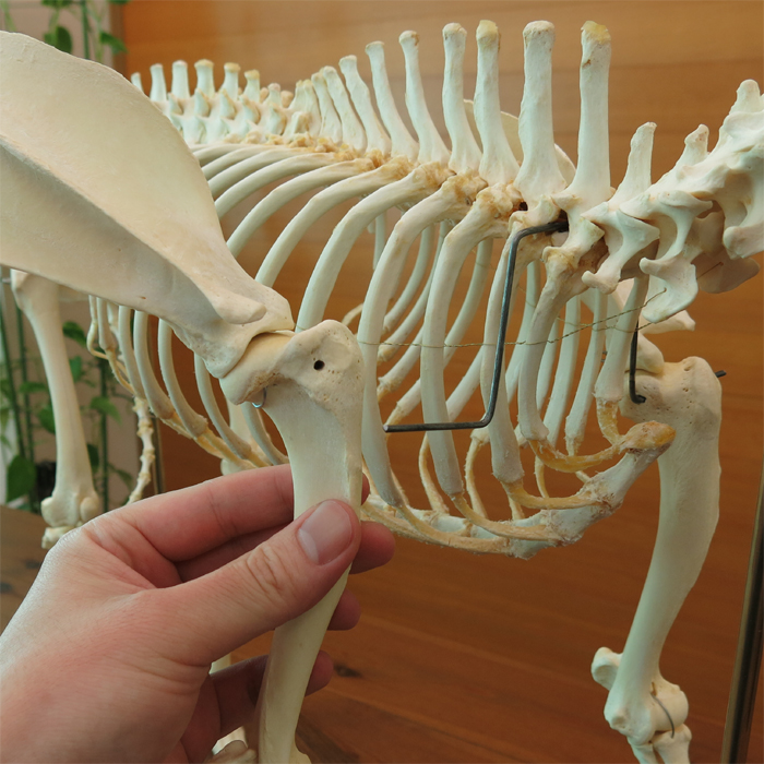 イヌの全身骨格標本 可動型 日本スリービー サイエンティフィック