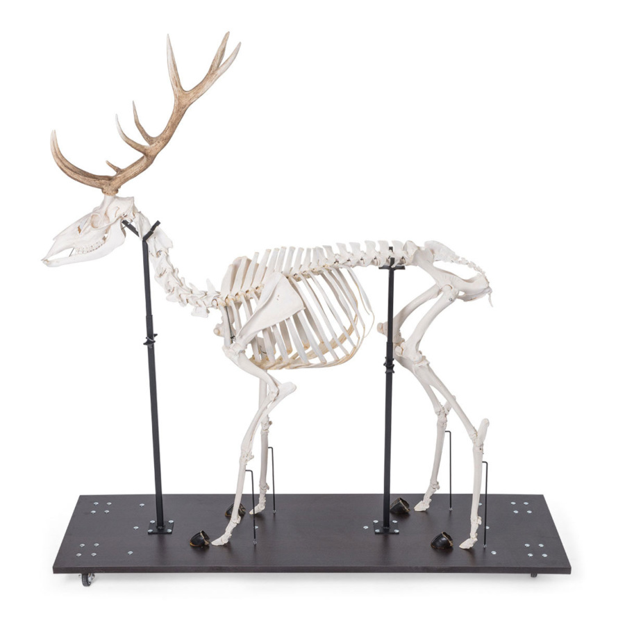 鹿の骨、標本