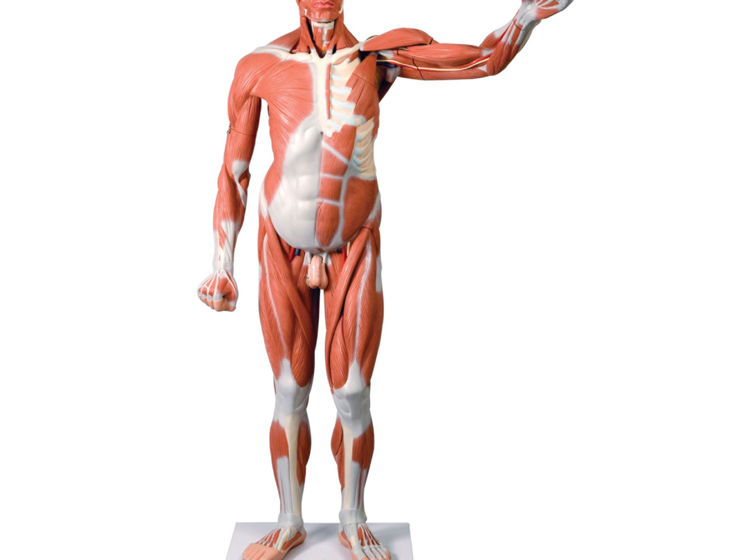 男性，実物大筋肉解剖，37分解モデル - 日本スリービー・サイエンティ 