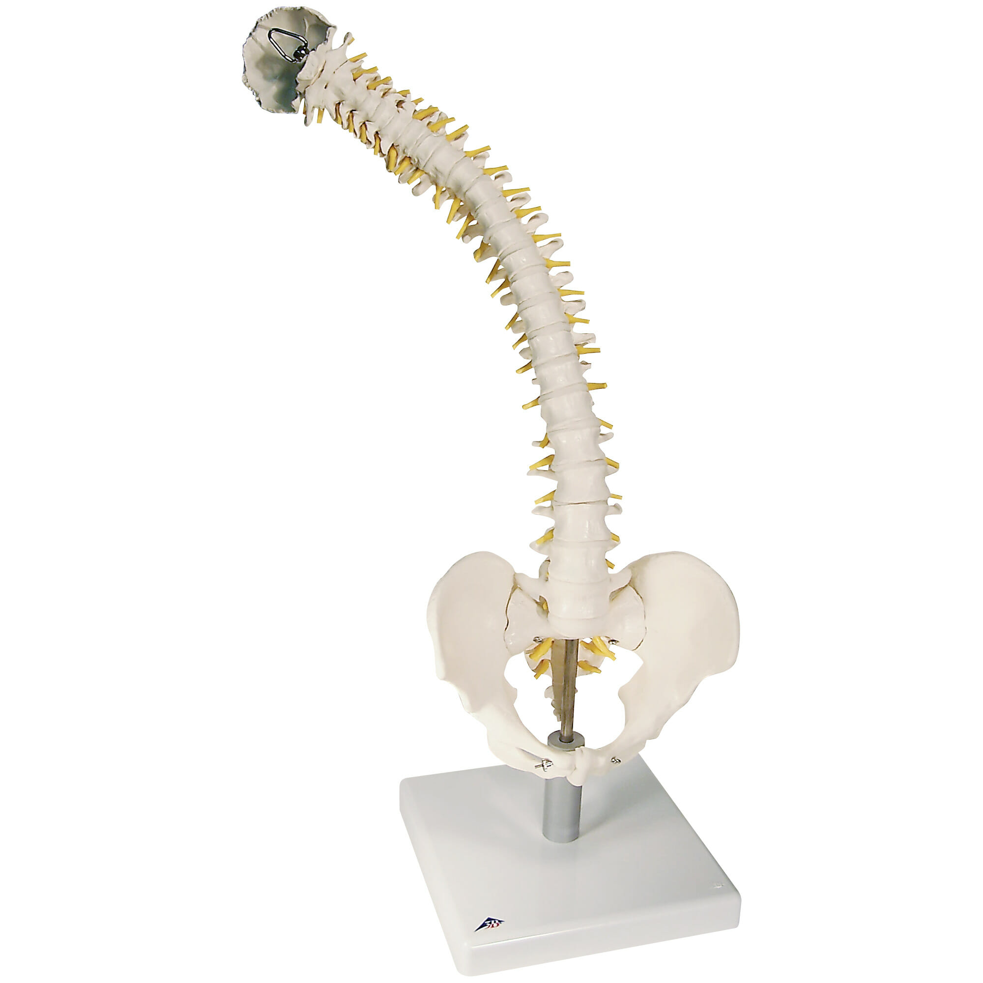 股関節付☆脊柱模型可動型椎間板付人体模型神経ヘルニア□ - オフィス用品